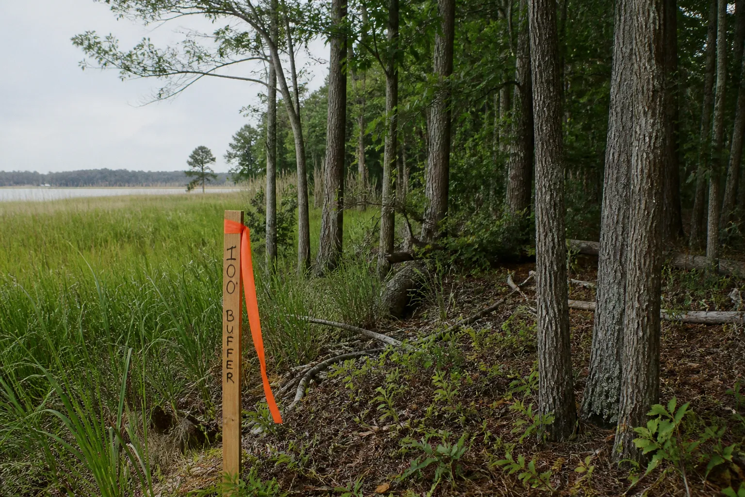 Critical Area buffer clearing: a pre-project checklist