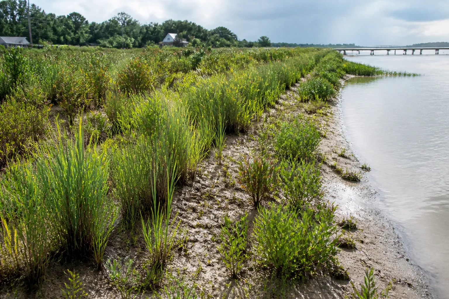 Critical Area Buffer Plants: How to Choose the Right Mix