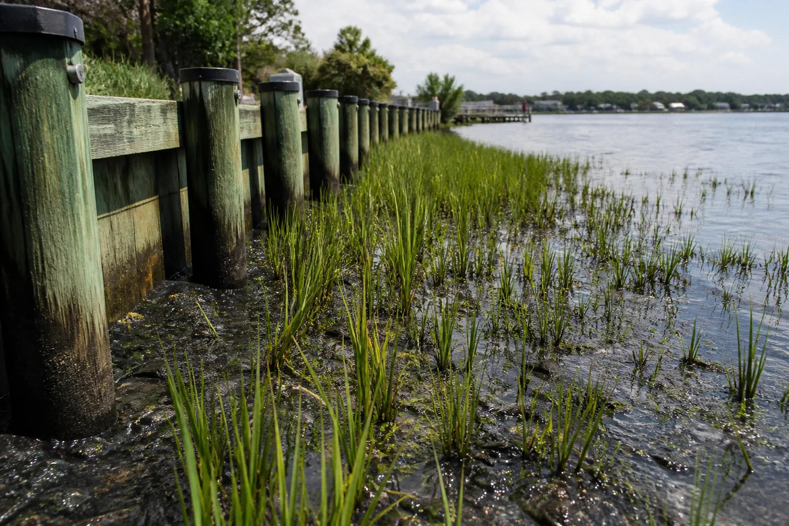Living shoreline grants: Somerset County application steps
