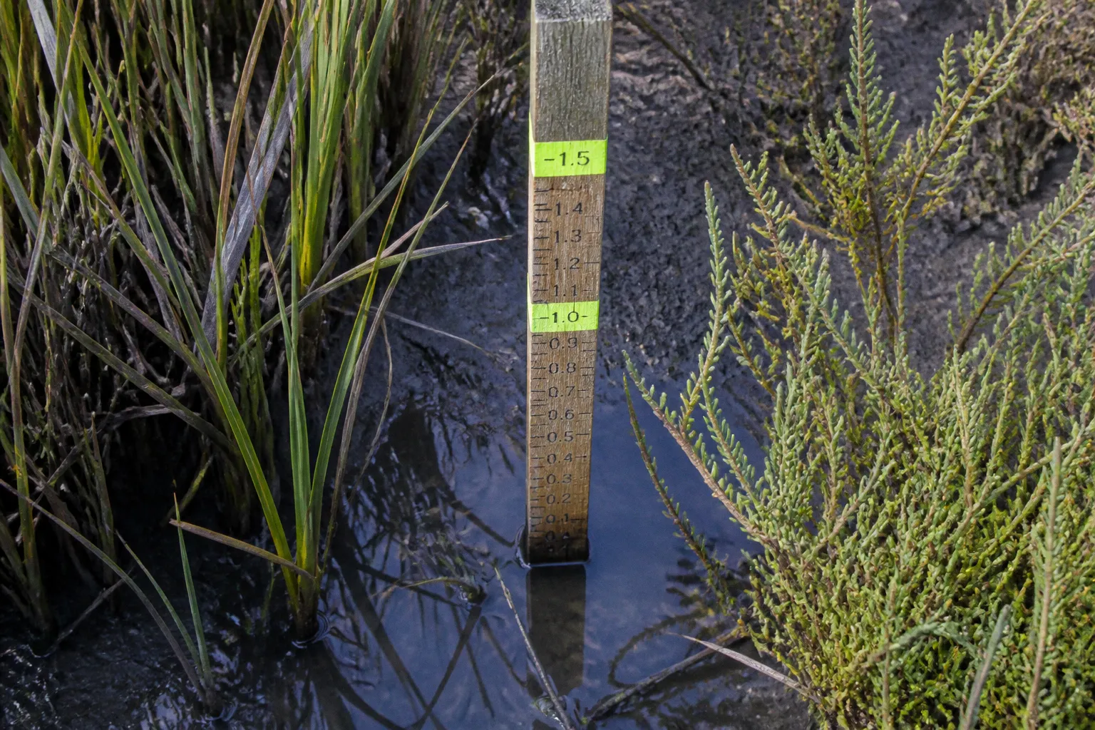Living shorelines: Somerset County pre-permit checklist
